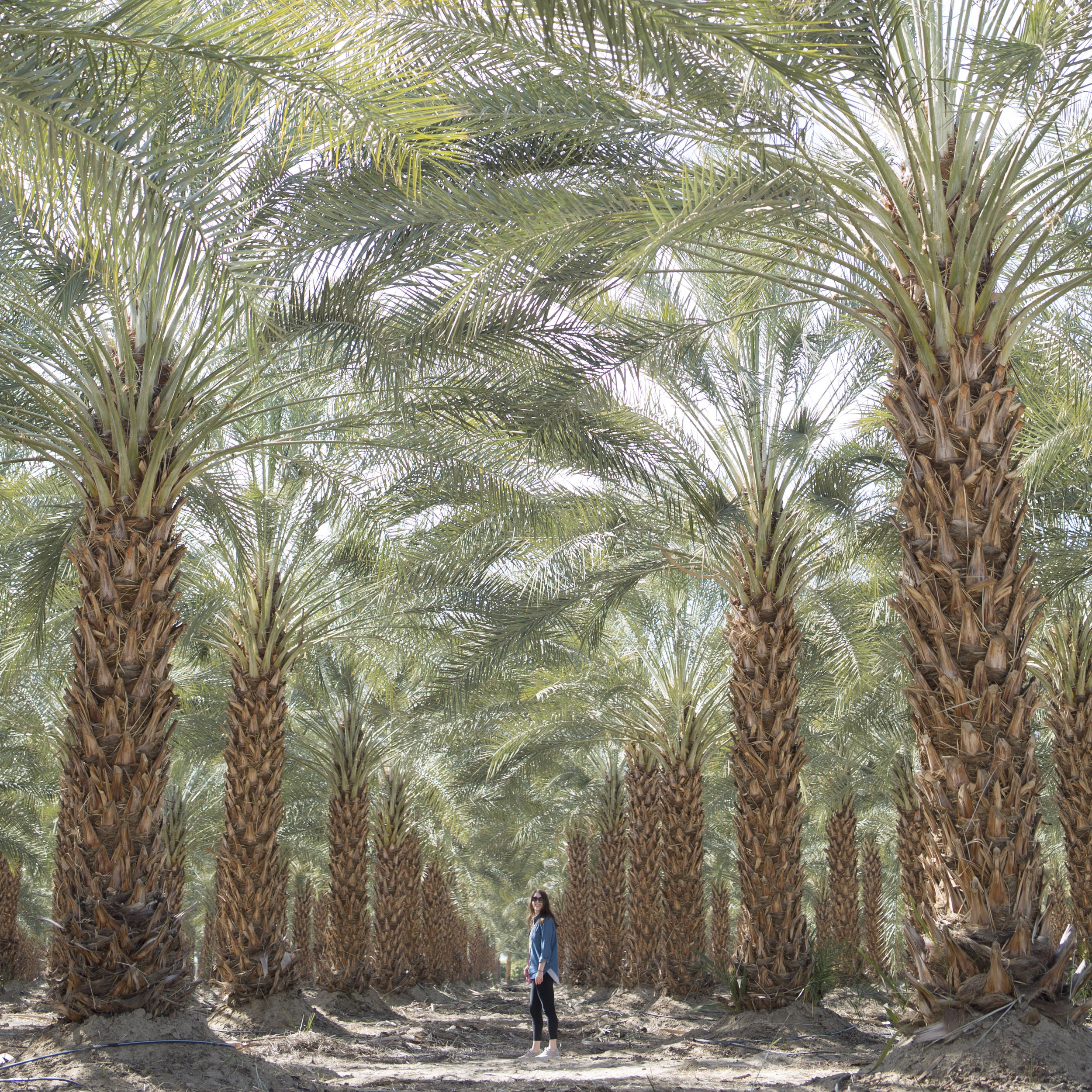  This palm tree farm was my fav! I've never seen anything so vast and magnificent. image by @lizzie_darden 