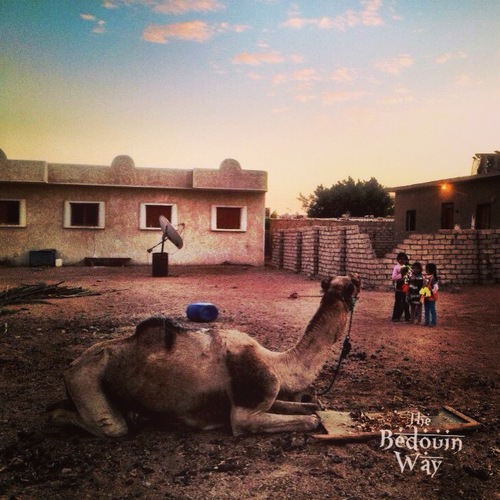 bedouin-way-livestock-camels