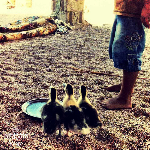 bedouin-boy-with-three-ducks