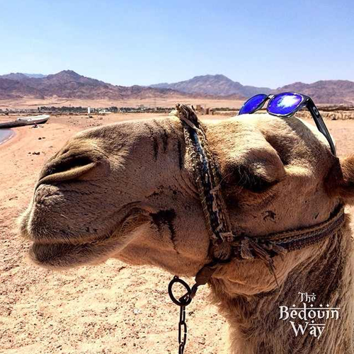 crazy-camel-sunglasses-sinai