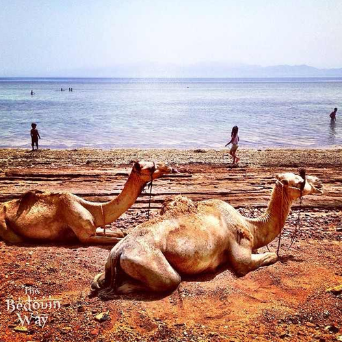 camels-on-beach-sinai
