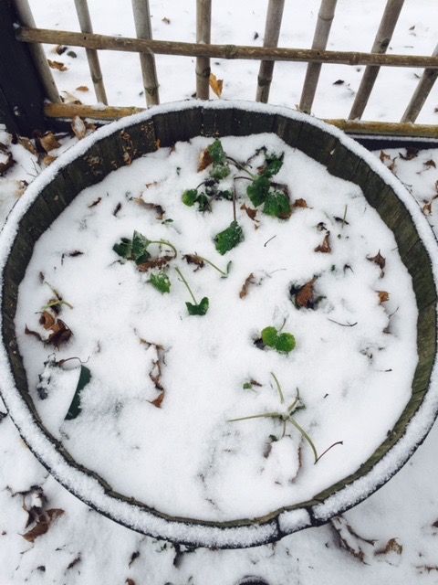 Garden Wasabi Dec 2015 snow