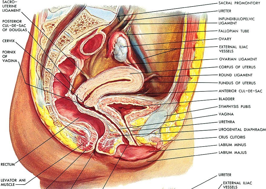 of Cross vagina section a