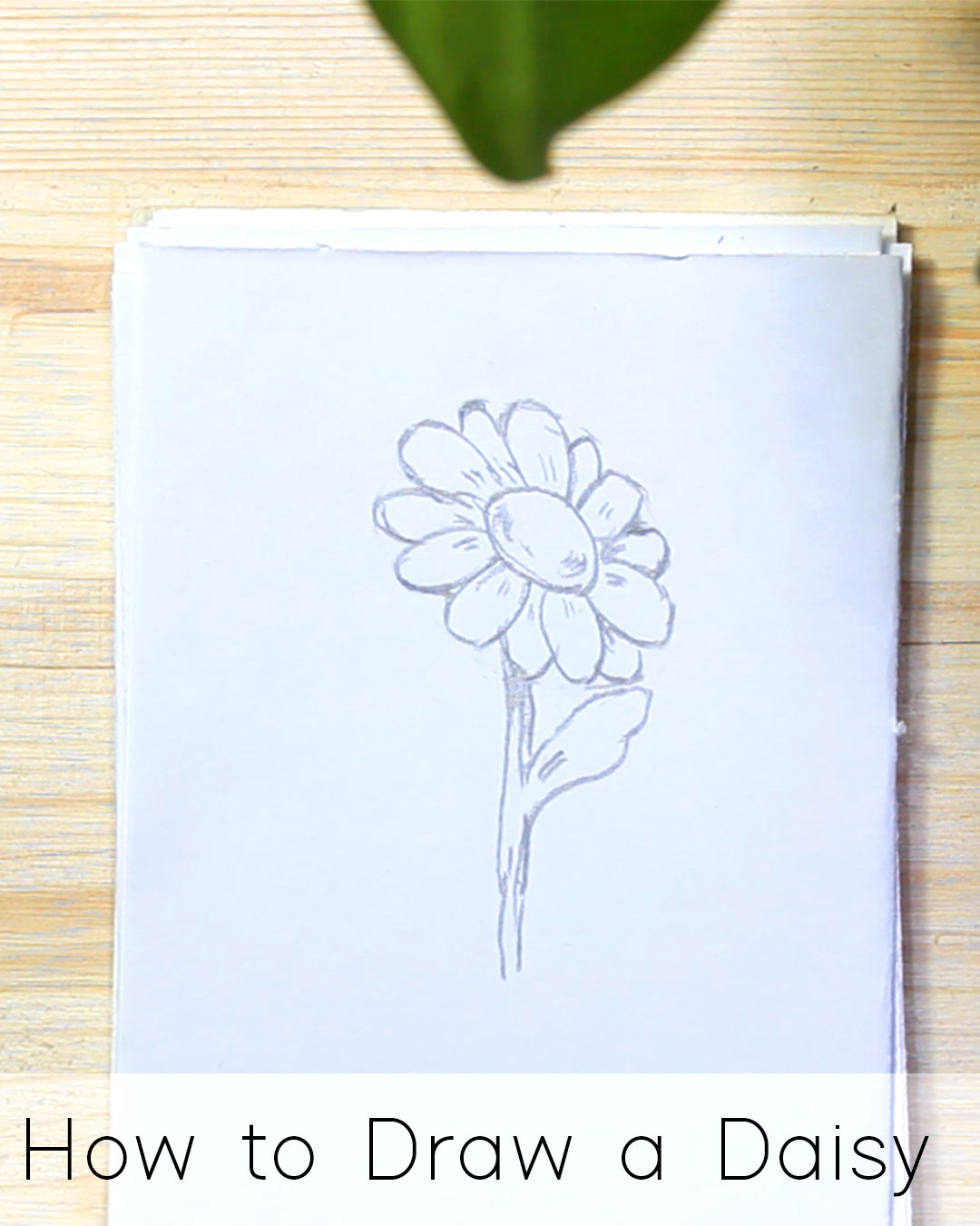 How to Draw a Daisy: Realistic daisy drawing & daisy sketch