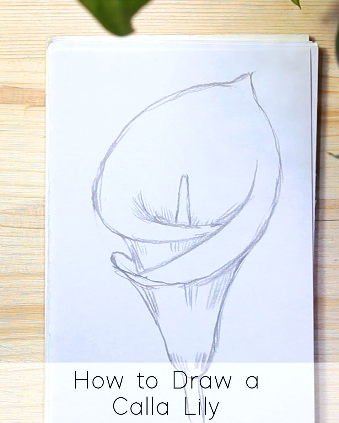 How to Draw a Calla Lily Step by Step JeyRam Drawing Tutorials