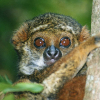 Welcome to the World Lemur Festival discussion board! ?format=300w