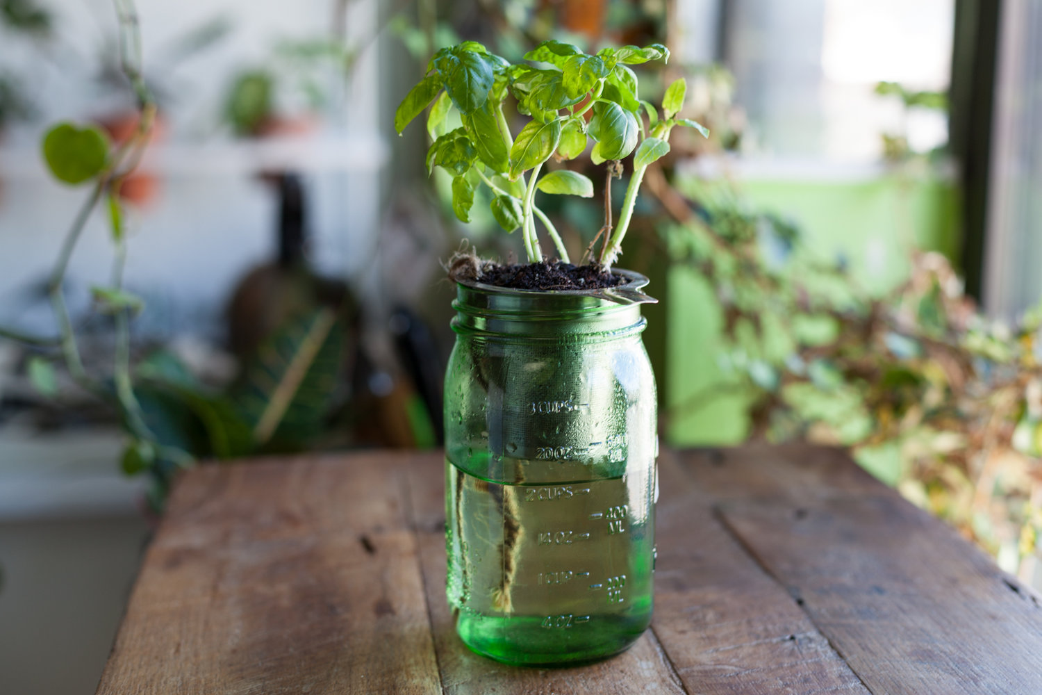 How to create a DIY self-watering planter for the home — HOMESTEAD