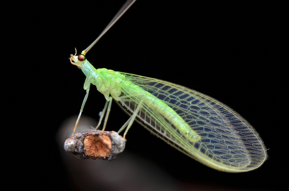 Beneficial Insect: Lacewing – Vermont Organic Farm