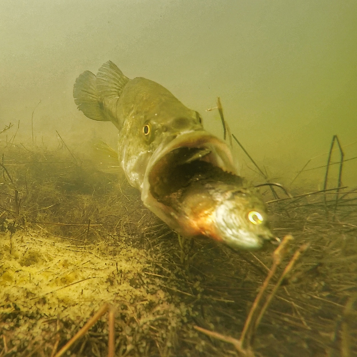 Do Bass Eat Bluegill Swimbaits? Underwater Video! — Tactical Bassin' - Bass  Fishing Blog