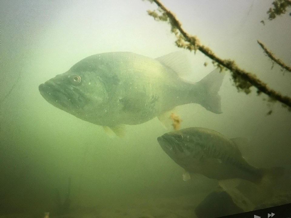 Underwater Footage Of A Teener!  The Biggest Bass We've Ever Seen  Underwater!! — Tactical Bassin' - Bass Fishing Blog