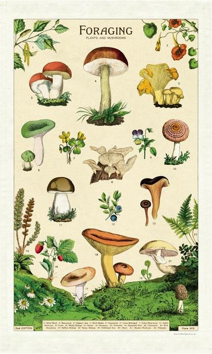 http://static1.squarespace.com/static/539dffebe4b080549e5a5df5/t/624f4613271be1660504bf90/1649362453581/foraging-mushrooms-tea-towel-kitchen-towel-cavallini-museum-outlets.jpeg?format=1500w