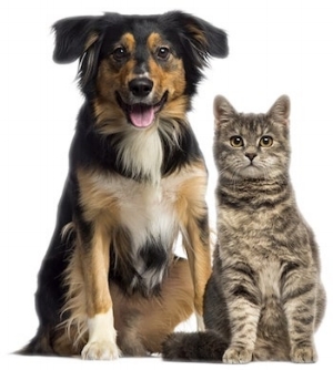 breeds of dogs that get along with cats