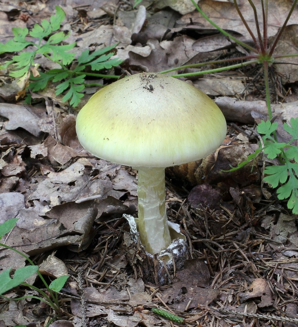  Death cap, another variety of poisonous mushroom 
