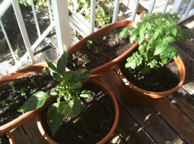 Vegetable Gardening In Containers In Florida Victoria S Bloomers