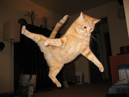 jumping-cat-meme-2