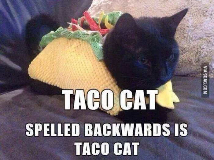 taco-cat-meme.jpg