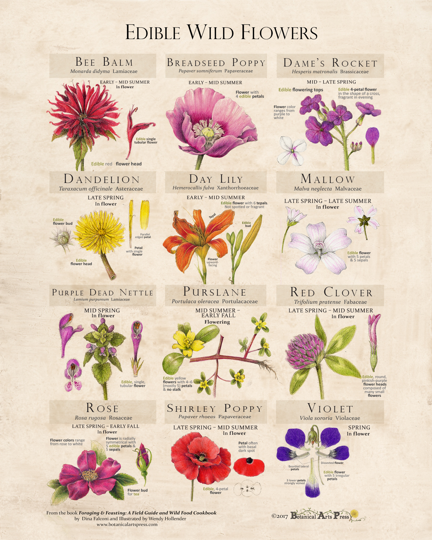 Edible Wild Flowers Poster — Foraging and Feasting