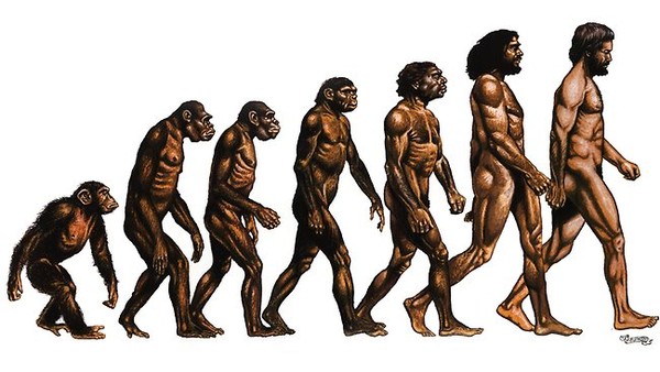 Människans evolution – en klassiker. 