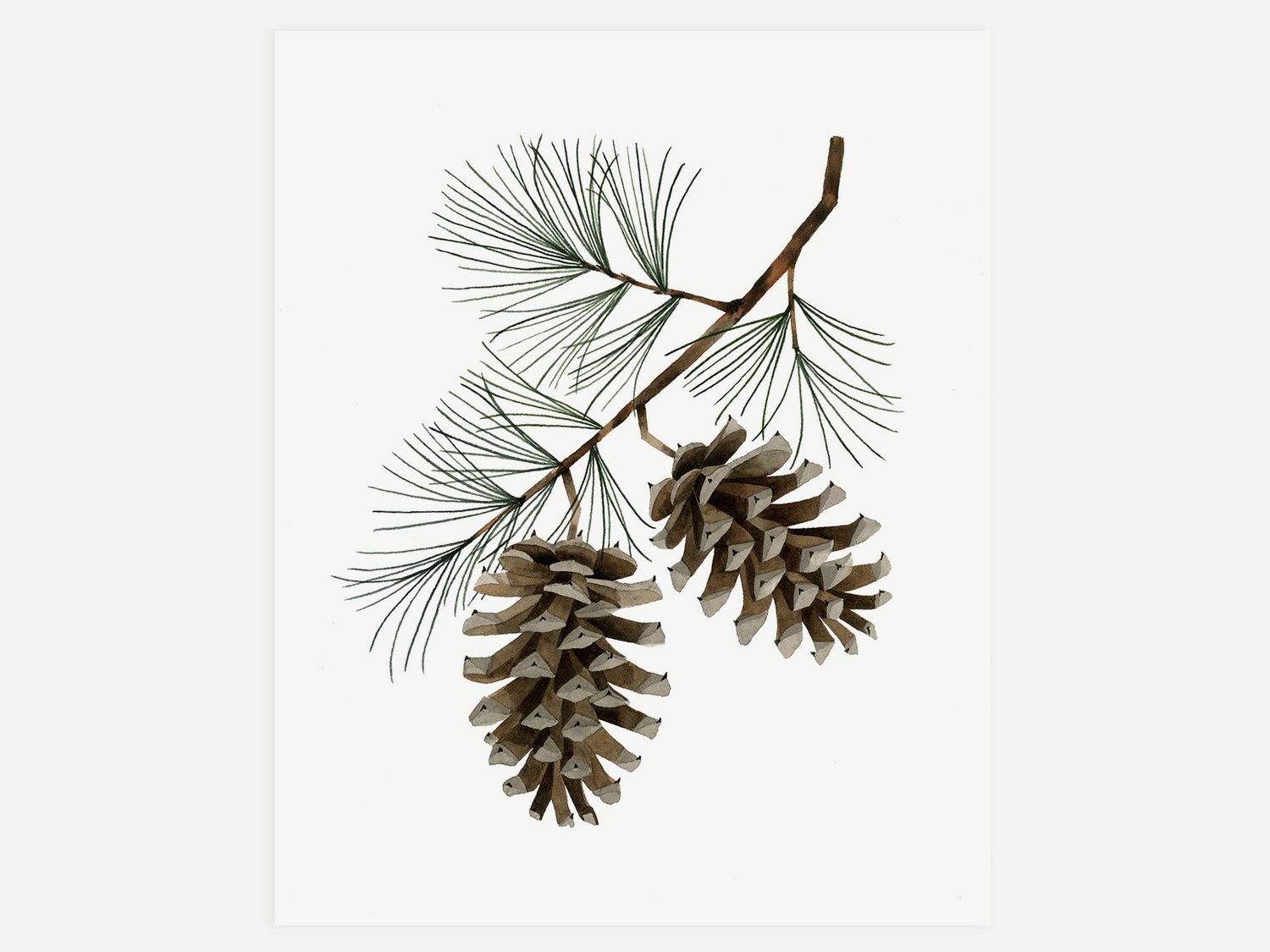 May We Fly — Pine Cones