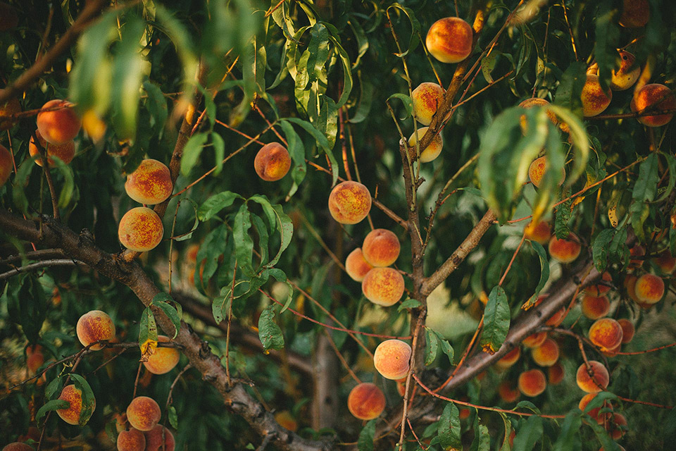 Eckert's Peach Picking