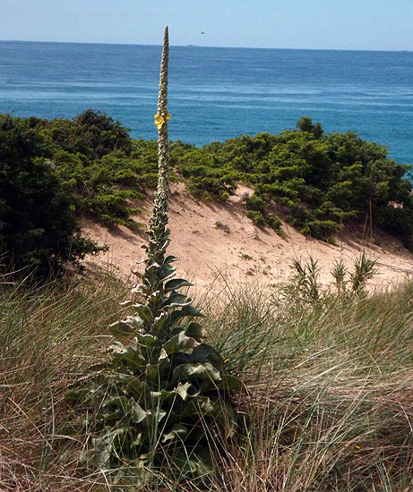Gordolobo 10cm Verbascum giganteum Planta Natural en Macta 