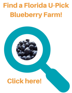 Find a Florida U-Pick Blueberry Farm.png