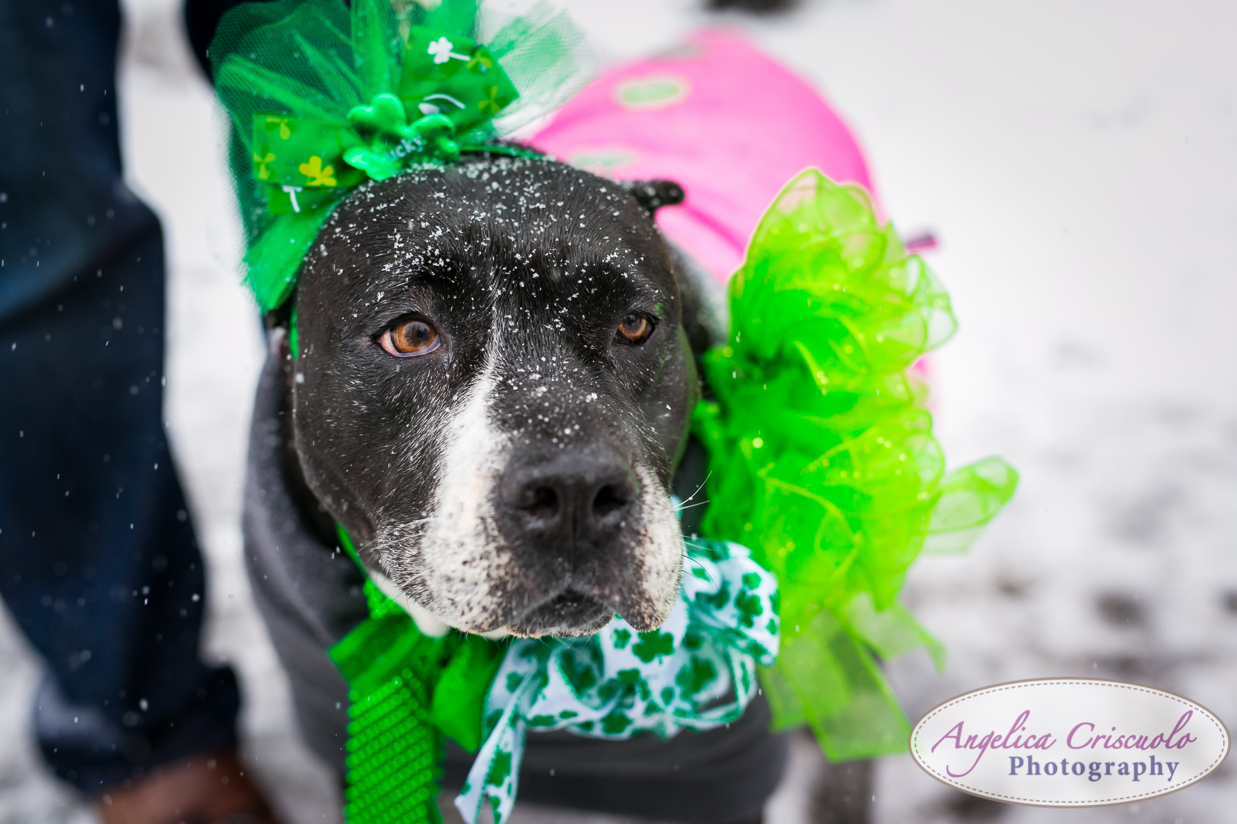 St.Patricks Day Parade Pitbull Mix Rescue Sean Casey Wes Paw Charlotte LIC Queens