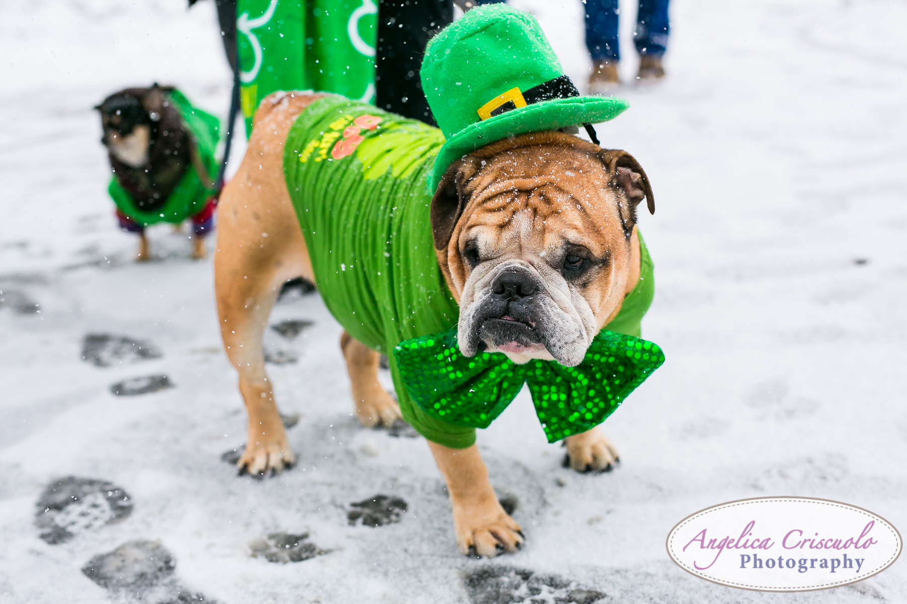 St.Patricks Day Parade Pitbull Mix Rescue LIC Queens English Bulldog