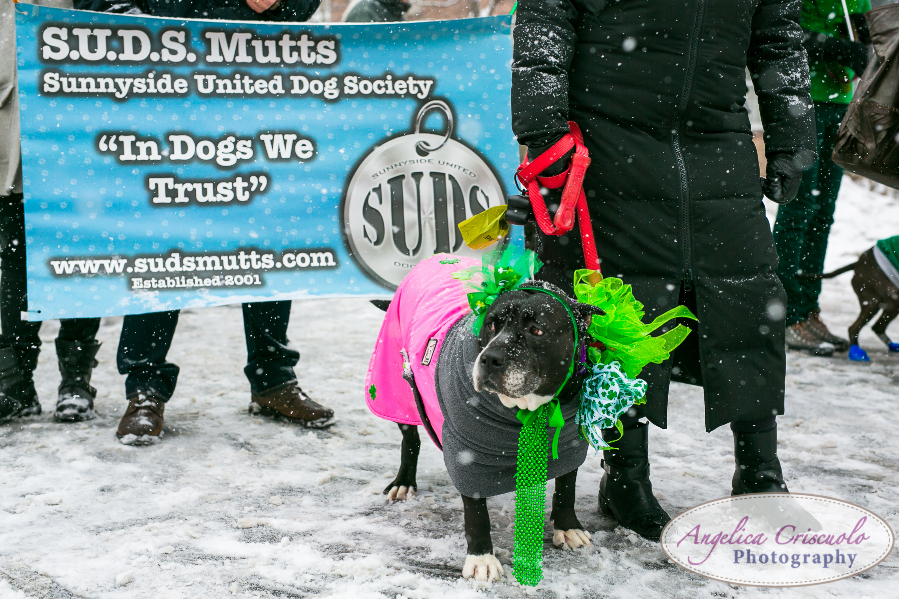 St.Patricks Day Parade Pitbull Mix Rescue Sean Casey Wes Paw Charlotte LIC Queens SUDS