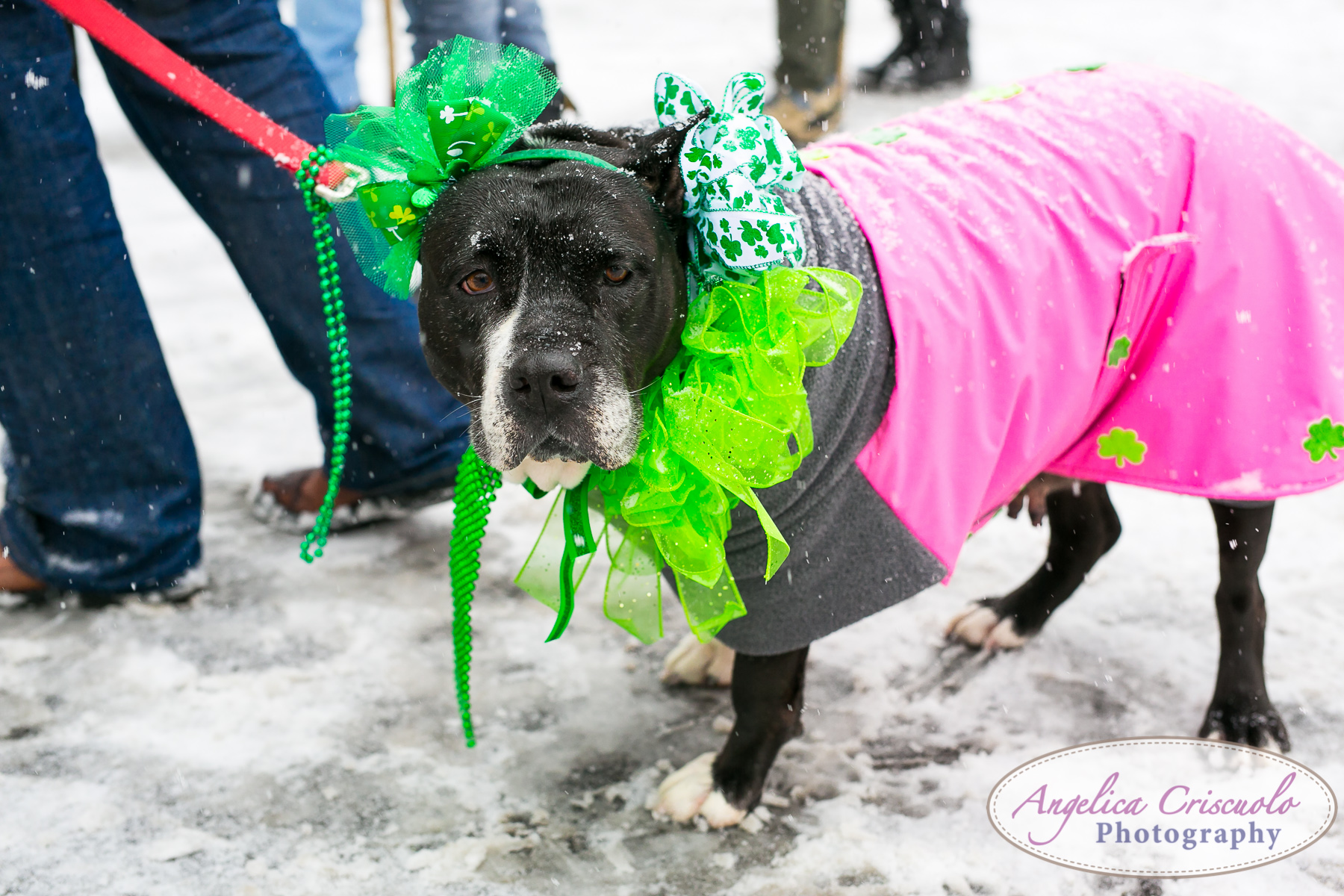 St.Patricks Day Parade Pitbull Mix Rescue Sean Casey Wes Paw Charlotte LIC Queens NY