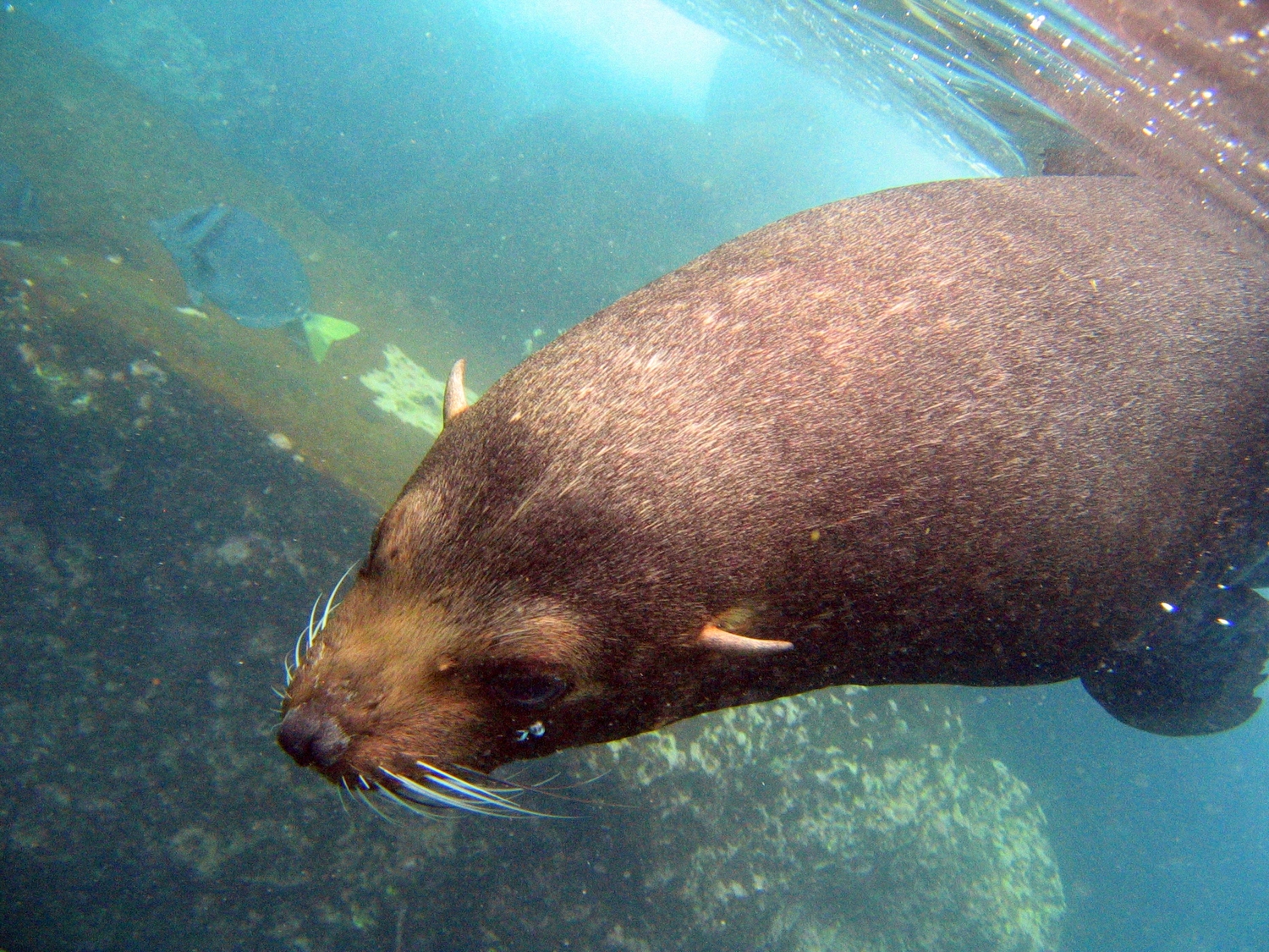 What's the Difference Between Seals and Sea Lions?
