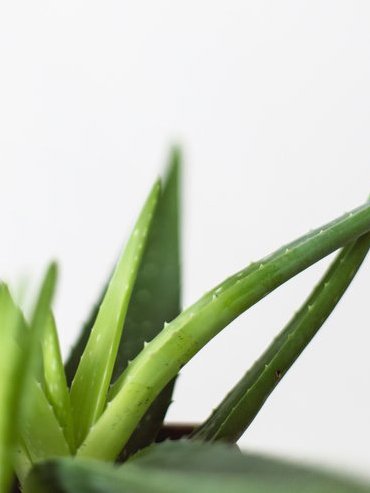 4 Best Organic Aloe Vera Brands For Nourishing Your Skin