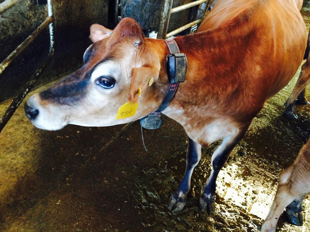 A beautiful bovine at Twin Brook Creamery, Lynden, WA. Photo by William Dixon, 2015. 