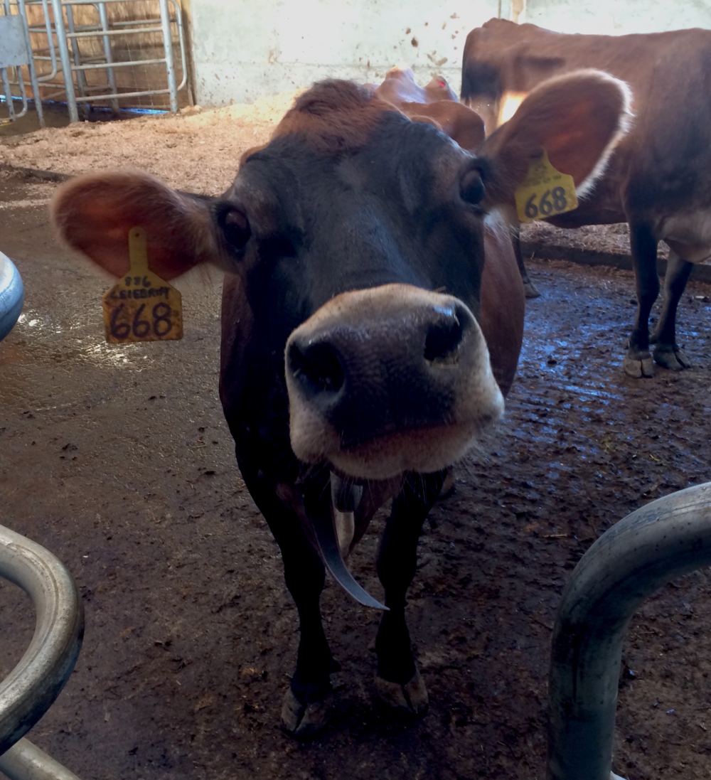 Cows are curious. Twin Brook Creamery, Lynden, WA. Photo by William Dixon,  2015.
