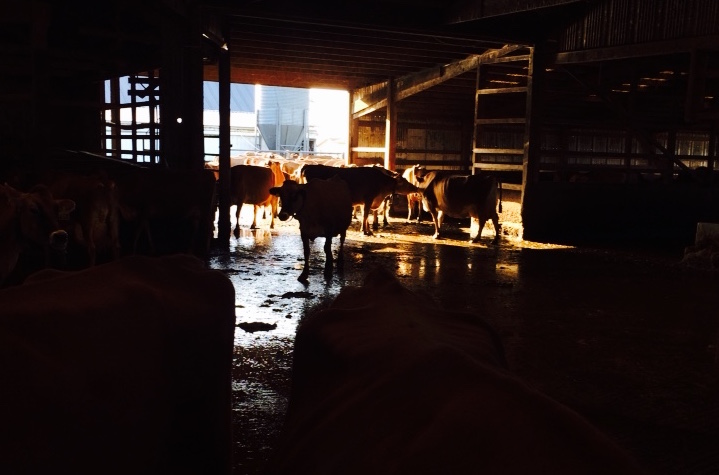 Cows in the barn at Twin Brook Creamery, Lynden, WA. Photo by William Dixon, 2015.