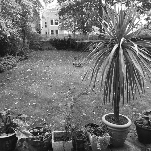 The garden as grey as the weather in London. Back to bed rap up?