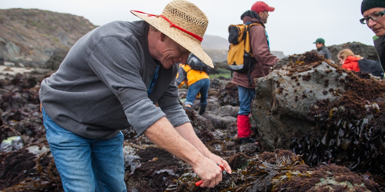 Where To Harvest Seaweeds And How To Eat It - Forage SF