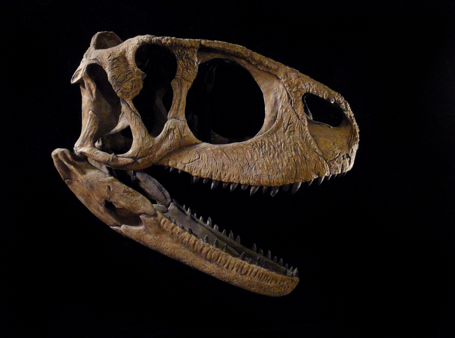 Que forma tiene el cráneo del I-rex? 0337+skull+right+Rugops