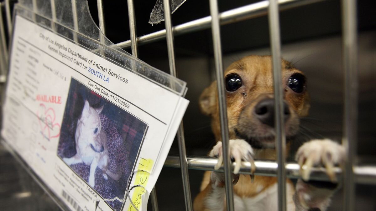 County animal shelter stops taking pets surrendered by owners — The Downey  Patriot