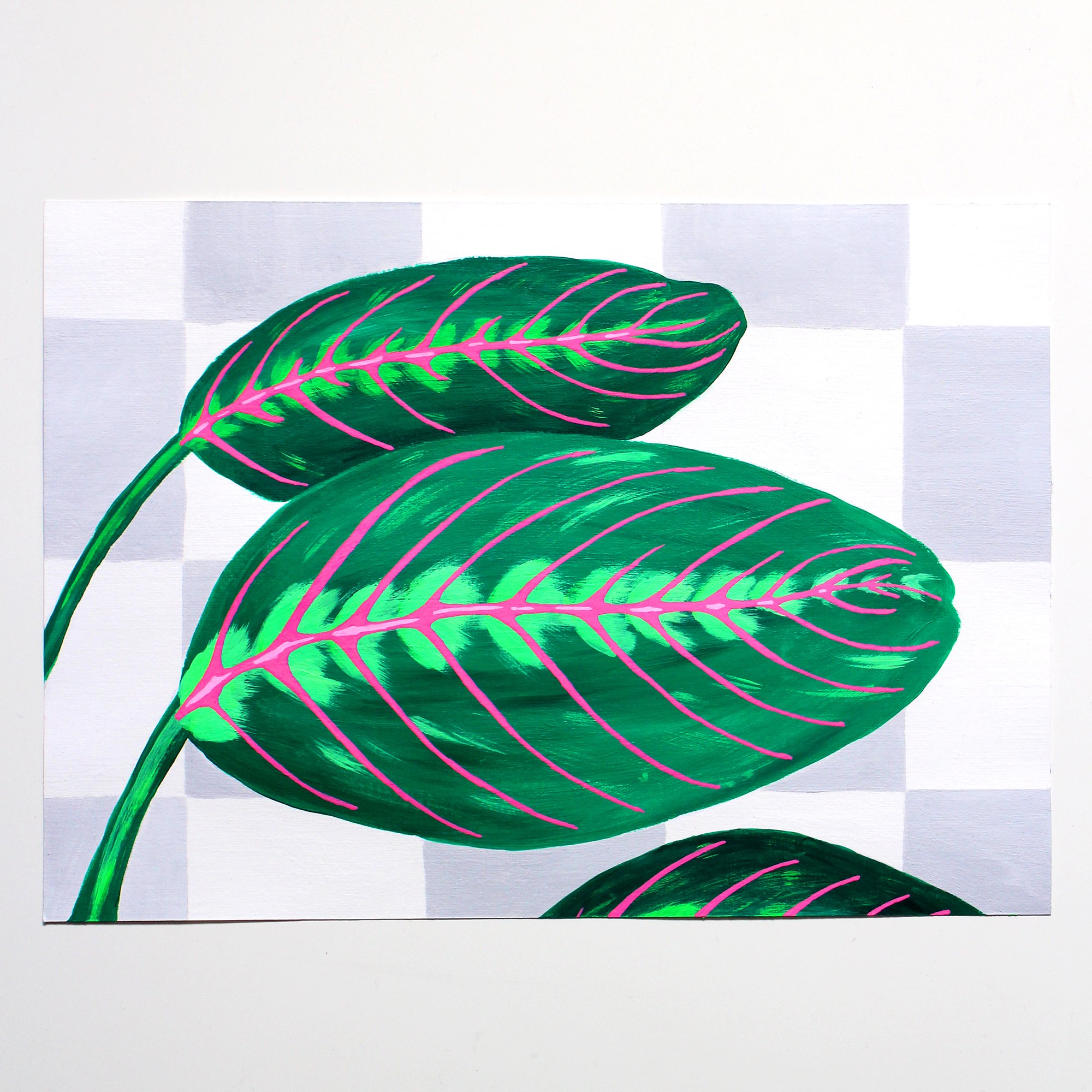 Details about   Leaf Maranta Regalis Art Print Framed Poster Wall Decor 