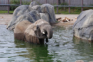 Three elephants are responsible for up to 80 percent of the waste produced by the zoo’s 280 animals. (Roger Williams Park Zoo)