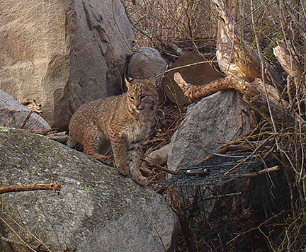 A bobcat sits next to a trap in South Kingstown set by URI and DEM researchers so they can capture and track bobcats. (Amy Gottfried Mayer)