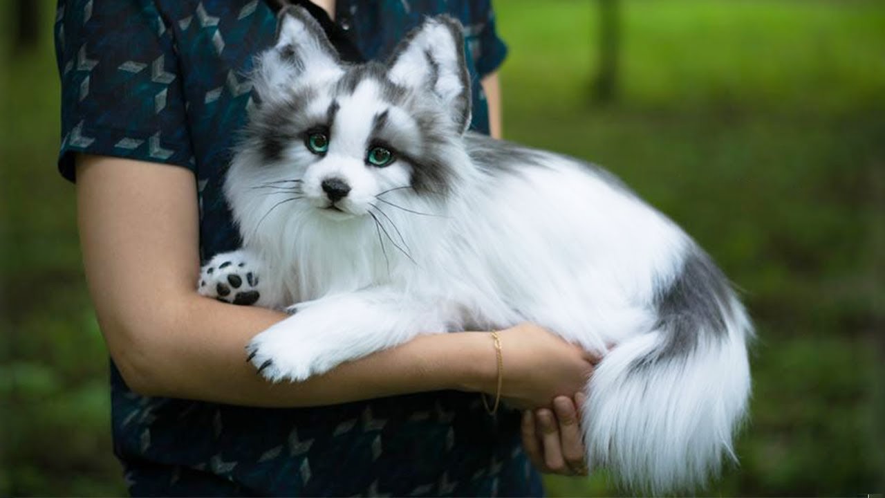 Do marble foxes make good pets?