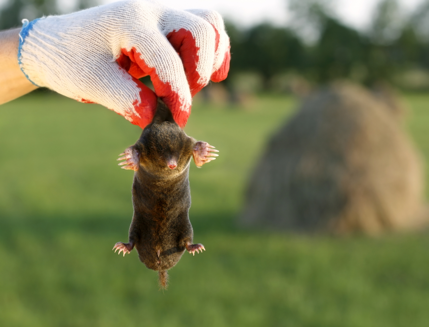 How To Tell The Difference Between Moles Voles And Gophers,Mozzarella Caprese