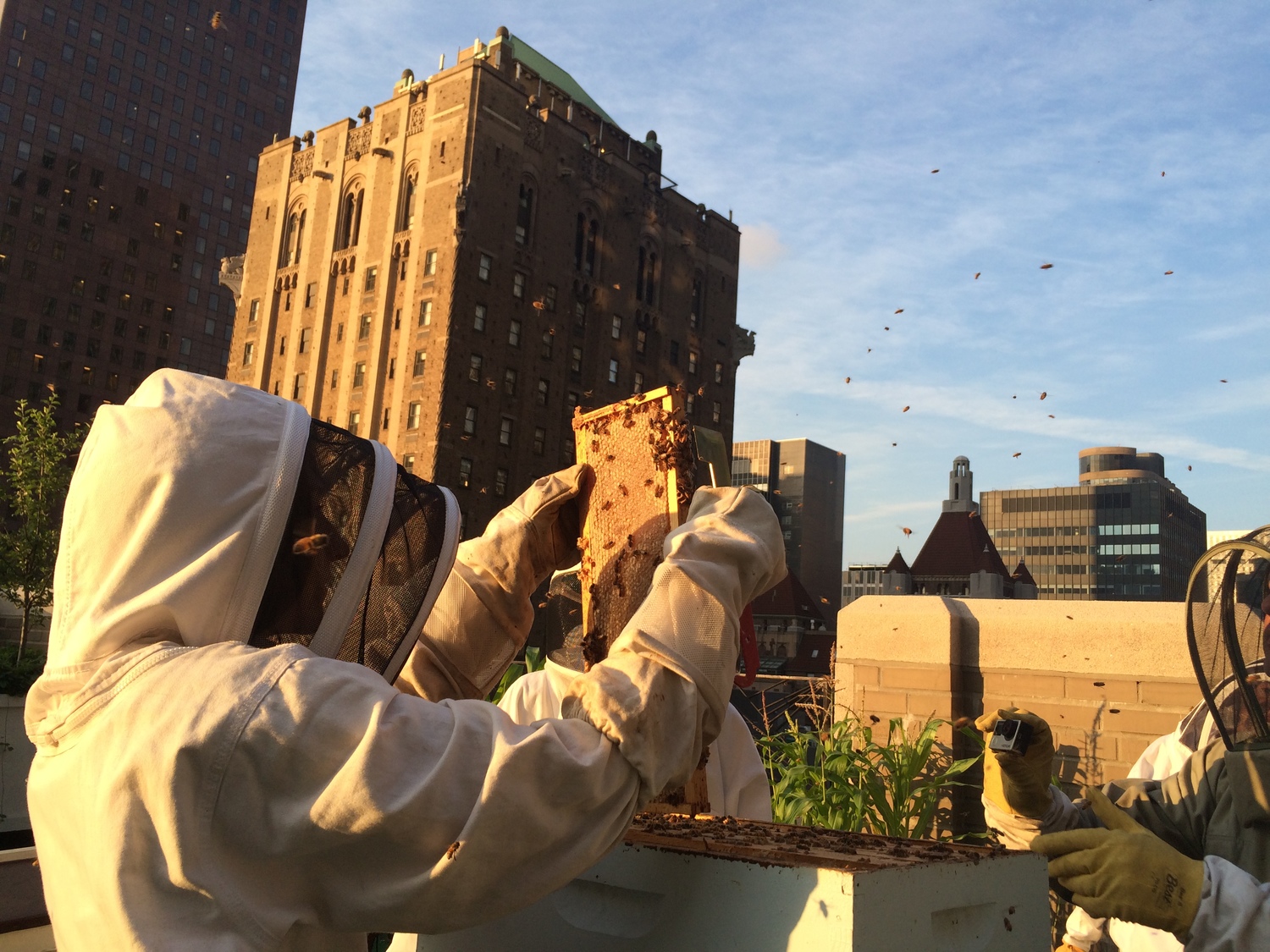 One of the most interesting things to do in the outdoors of NYC is beekeeping! 