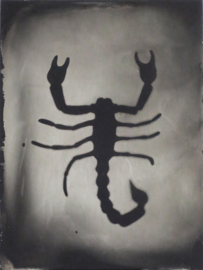 Scorpion,  Tintype, Jenn Libby, 2015
