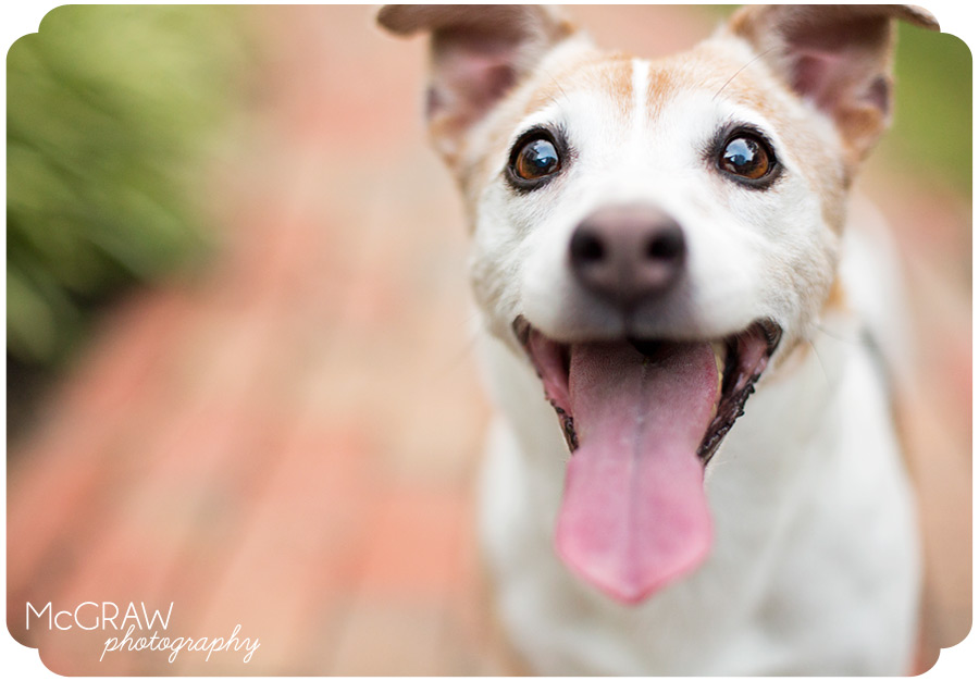 Jack Russell Photographer