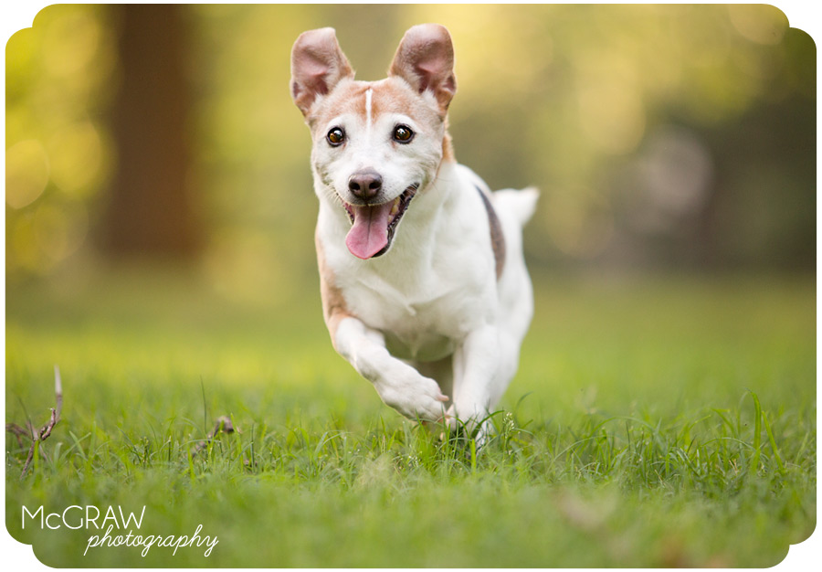Jack Russell Photography