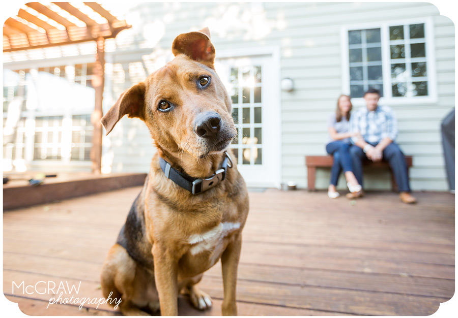 North Carolina Dog Portraits