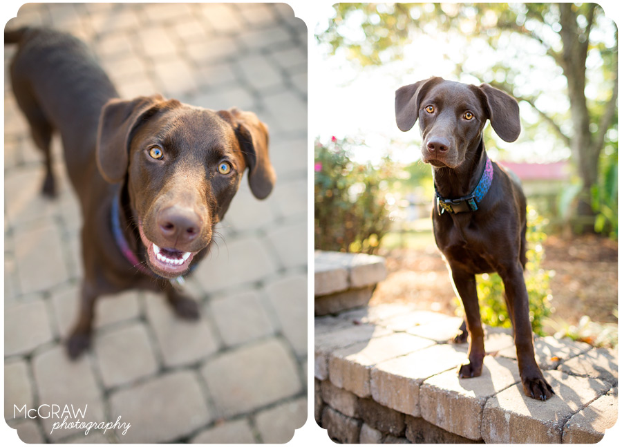 Mooresville NC Pet Photography